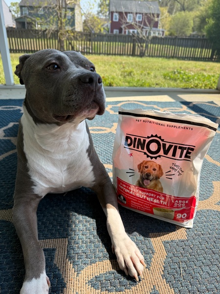 A natural, eye-level photograph featuring a dog sitting next to its nutritional supplement bag, emphasizing product transparency and pet health.